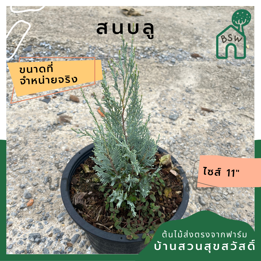 สนบลู กระถาง 11 นิ้ว ต้นสนบลู เป็นไม้แดด บอนไซ ไม้แต่งสวนสไตล์อังกฤษ