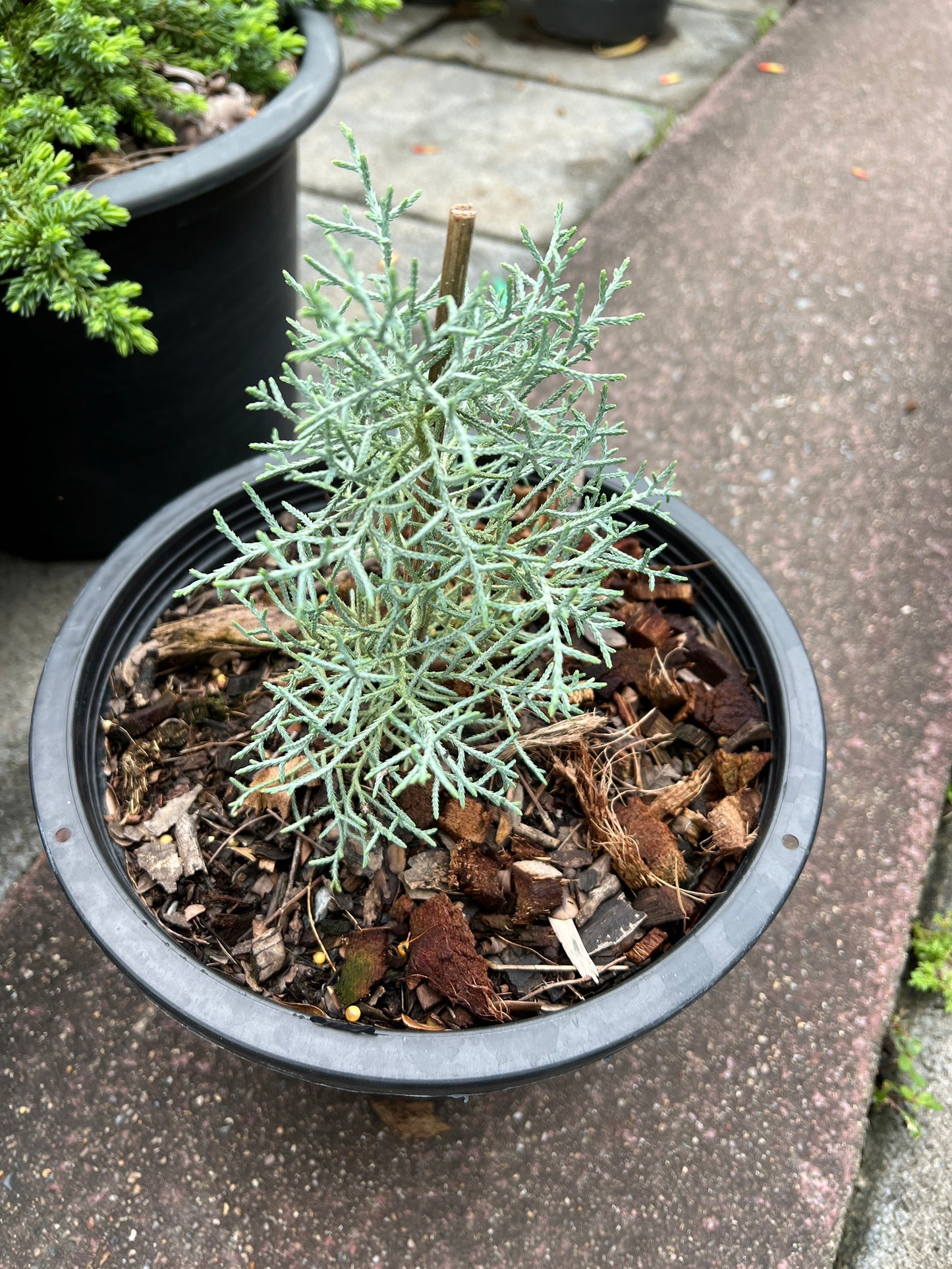 ต้นสนบลูไอซ์ (Blueice Cypress) ส่งพร้อมกระถาง 8 นิ้ว ฟอร์มสวย