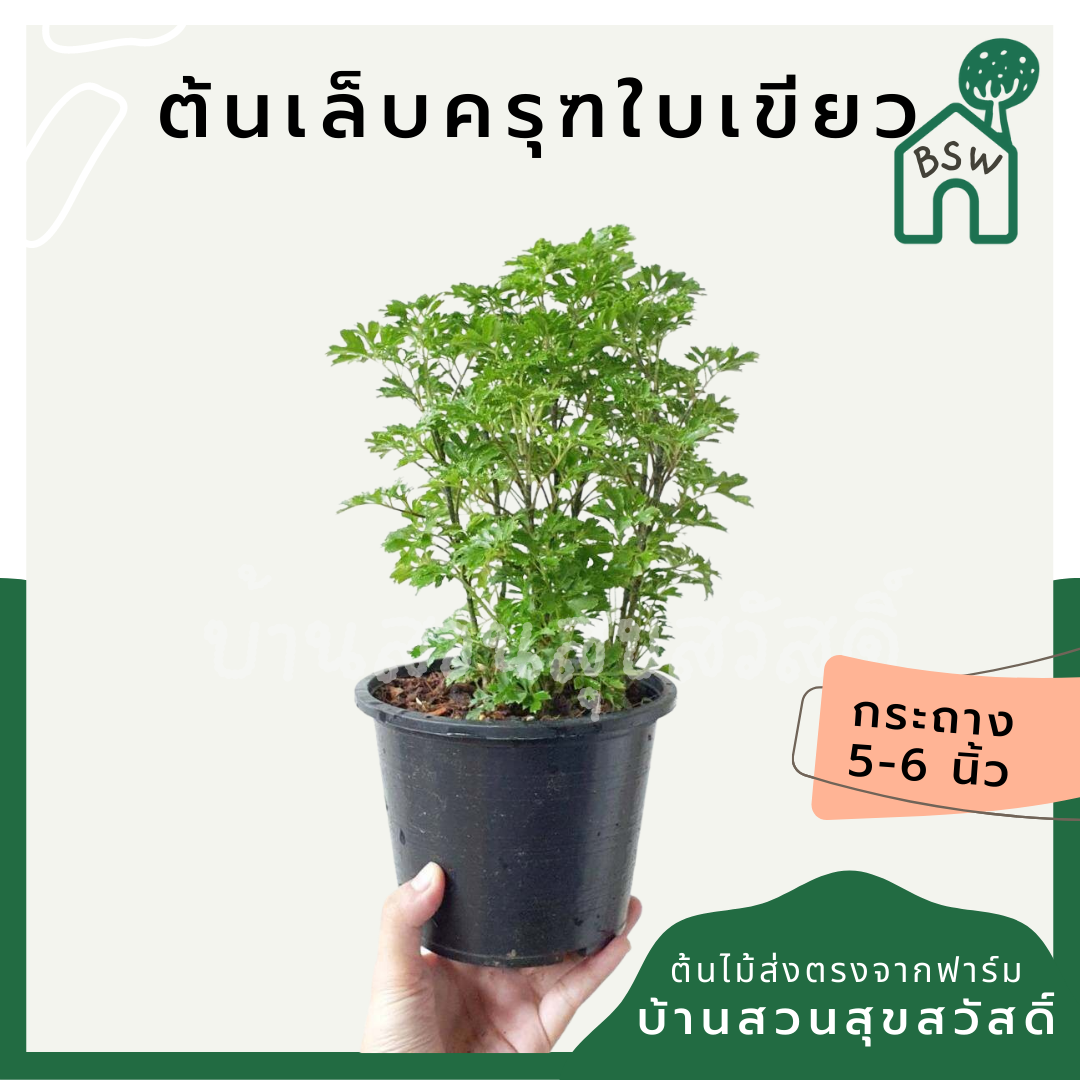 เล็บครุฑใบเขียว (Polyscias Guilfoylei 'Green') ไม้มงคลในกระถาง 3 นิ้ว