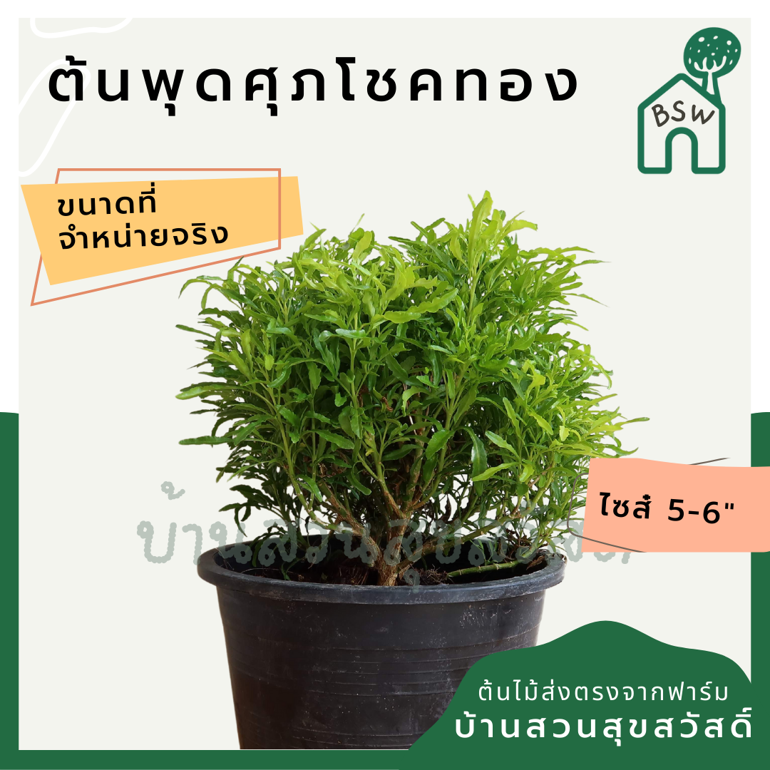 พุดศุภโชค (Gardenia Jasminoides) ไม้ดอกหอมในกระถางพร้อมตั้ง