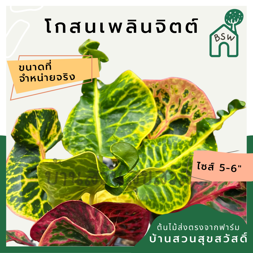 โกสนเพลินจิต กระถาง 5-6 นิ้ว ต้นโกสน เป็นไม้แดด ไม้ด่างสวย ใบสีสันสดใส