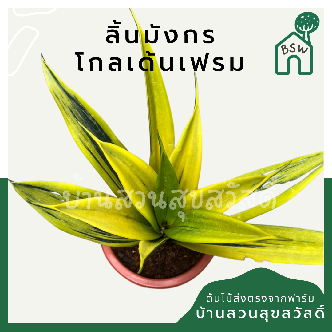 ลิ้นมังกรโกลเด้นเฟรม (Sansevieria Trifasciata 'Golden Flame') ไม้ฟอกอากาศในกระถาง 5 นิ้ว