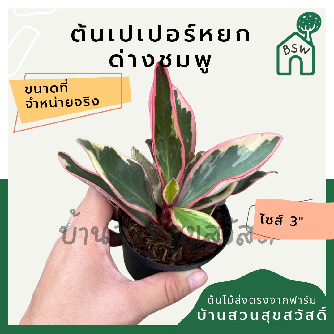 เปเปอร์หยกด่างชมพู กระถาง 3 นิ้ว pepperomia สีสวยหวานชมพู