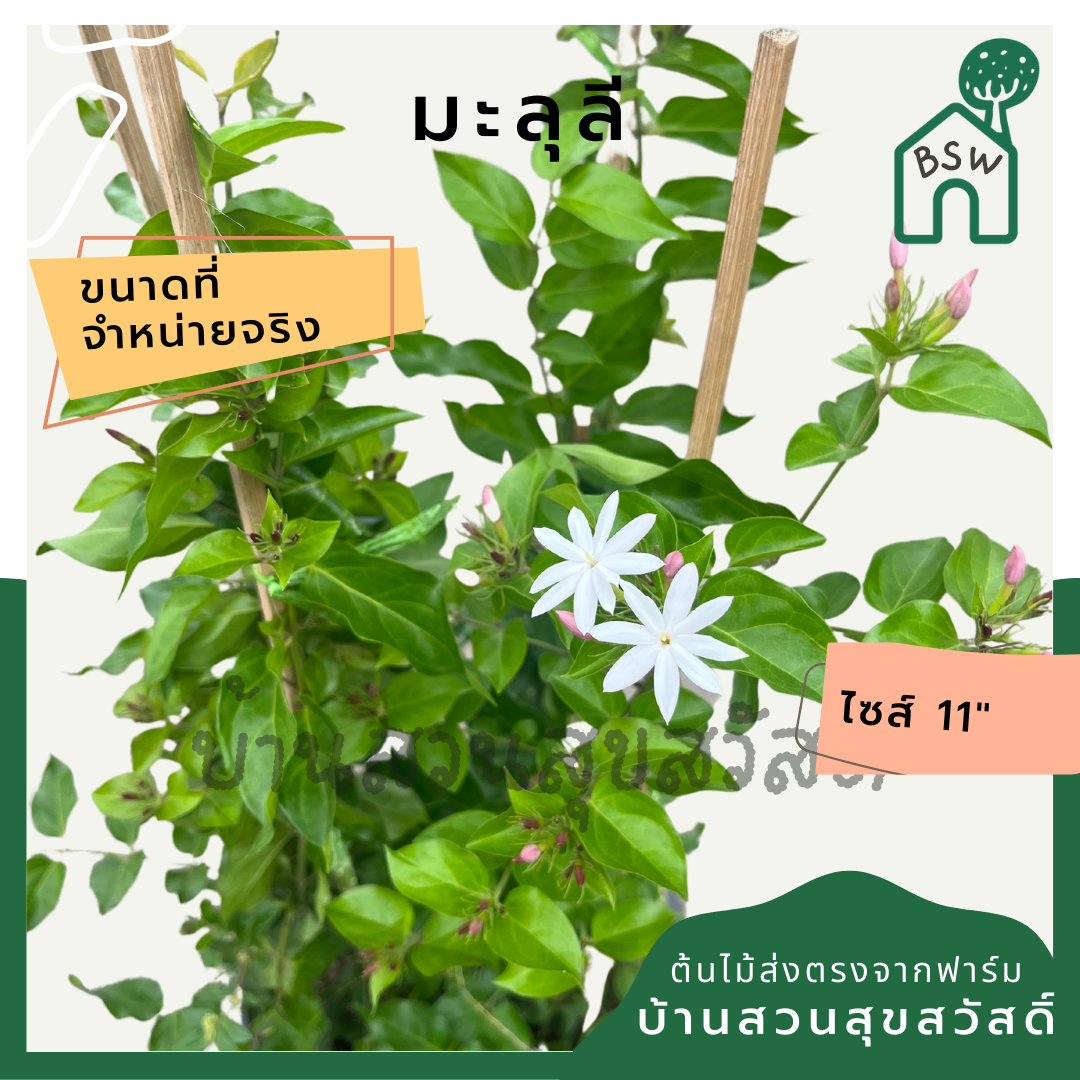 มะลุลี (Jasminum Sambac 'Mali Lii') ไม้ดอกหอมในกระถาง 11 นิ้ว