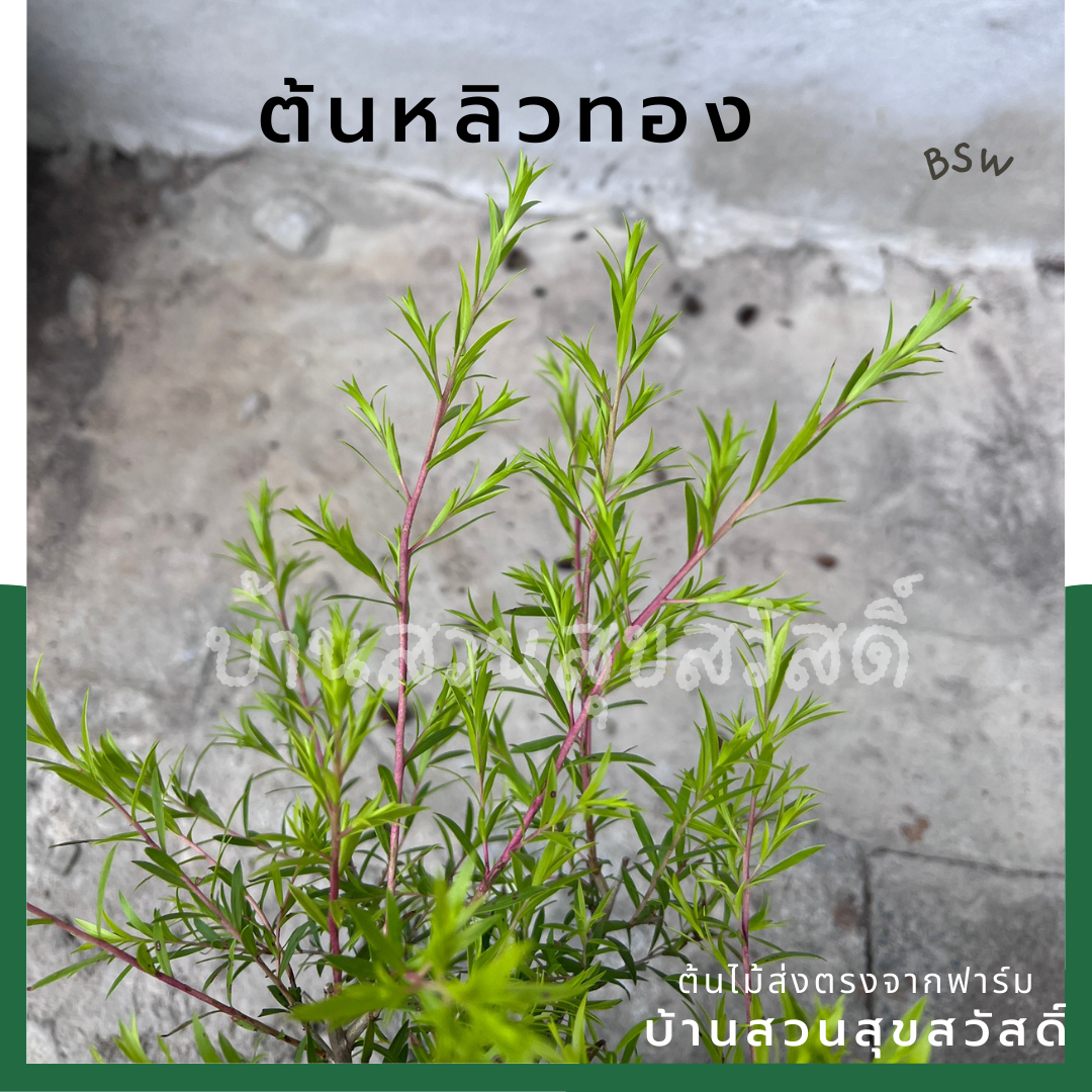 ต้นหลิวทอง