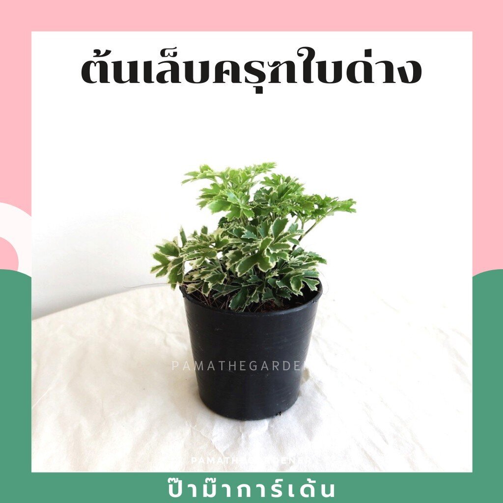 ต้นไม้มงคล ไม้ฟอกอากาศ ต้นใหญ่ รากแน่น ต้นไม้เสริมดวง