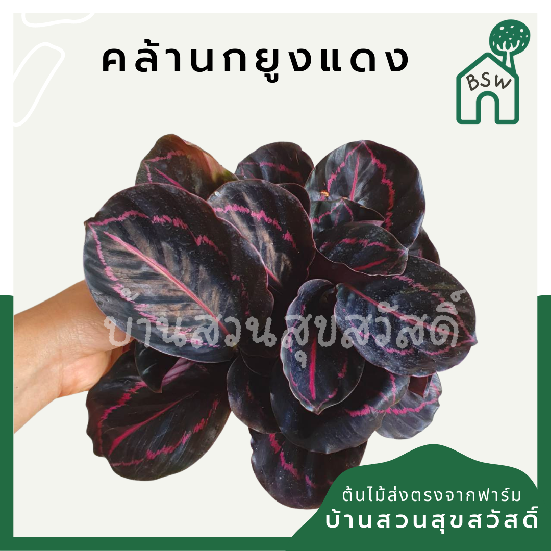 คล้านกยูงแดง (Calathea Roseopicta) ไม้ใบสวยในกระถางพร้อมตั้ง