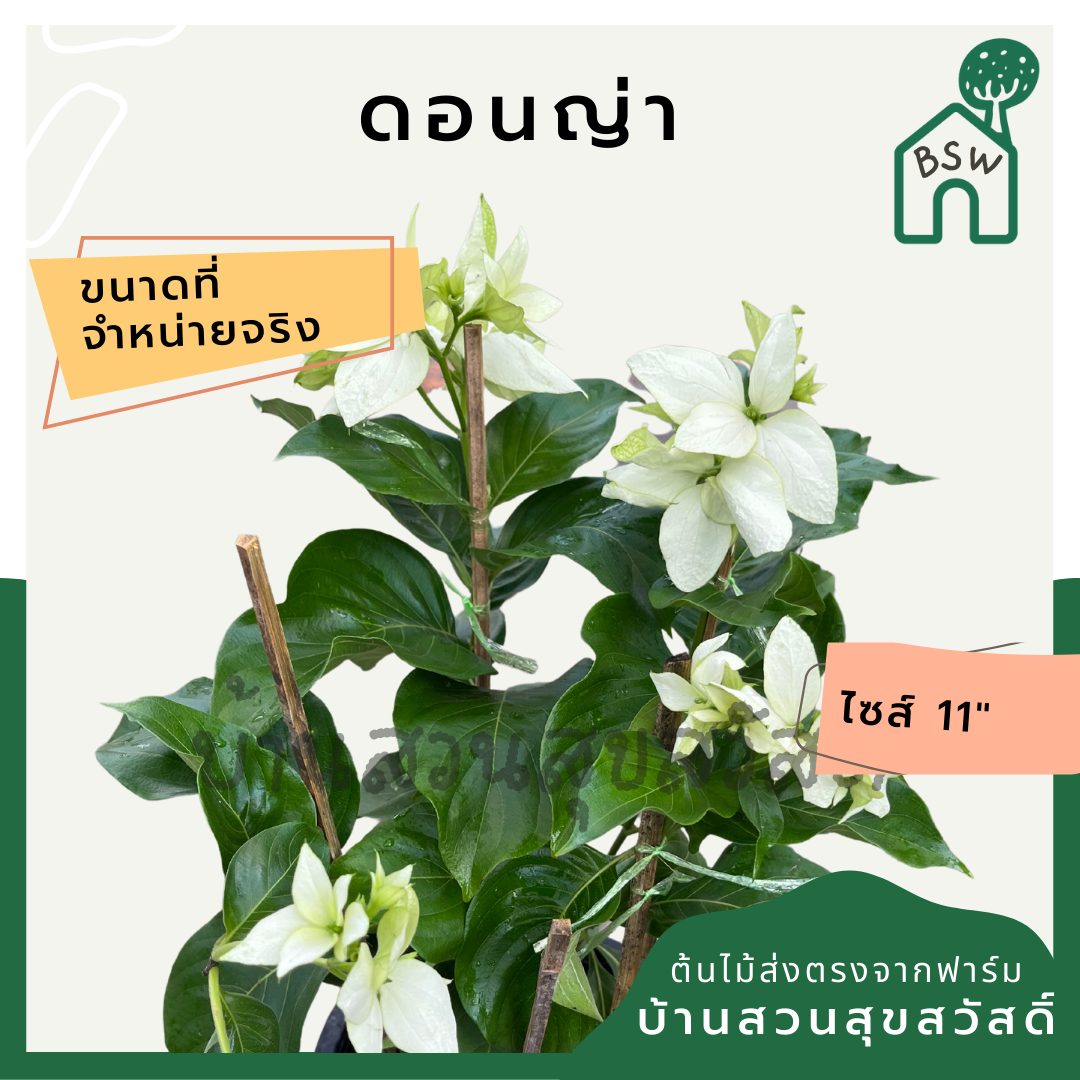 ดอนญ่า (Mussaenda Philippica) ไม้ดอกสวยในกระถาง 11 นิ้ว
