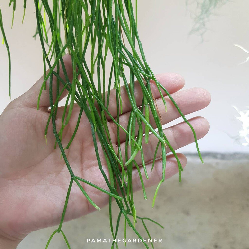 ริพซาลิส สายฝน ในกระถาง 4 นิ้ว Rhipsalis Burchellii
