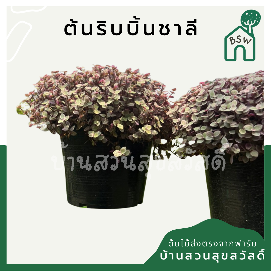ริบบิ้นชาลี (Callisia Repens) ไม้คลุมดินในกระถาง 8 นิ้ว