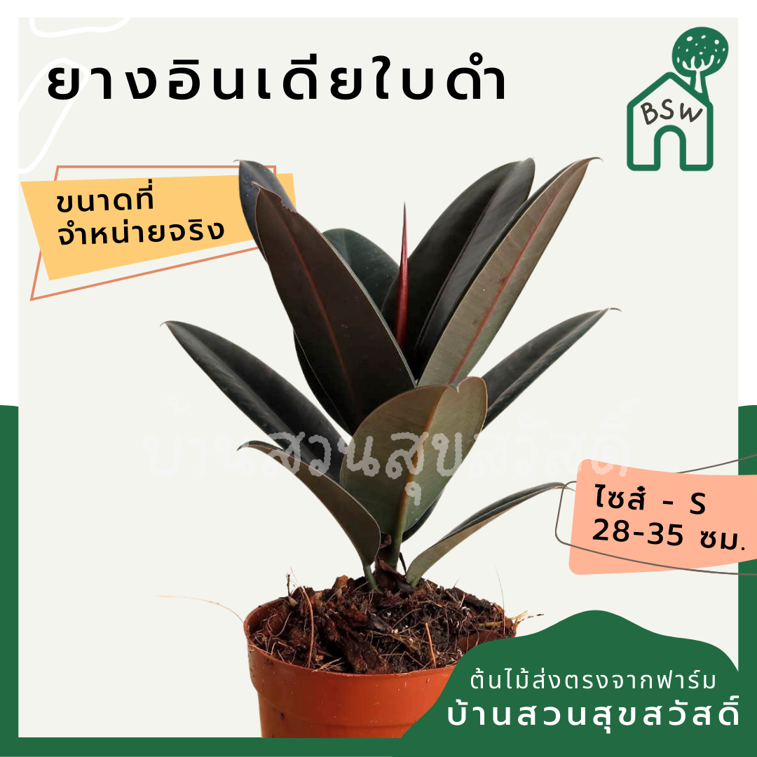 ต้นยางอินเดีย ในกระถาง 5-6 นิ้ว