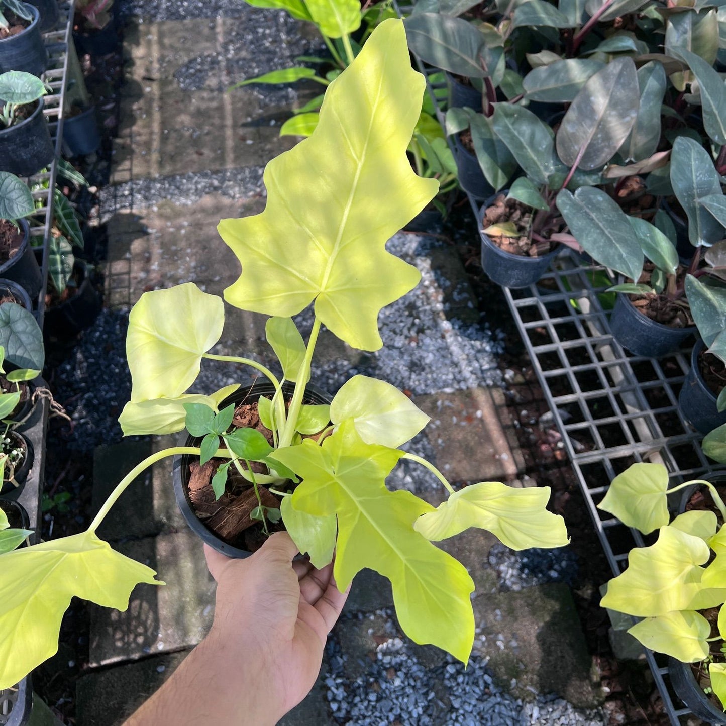 ฟิโลมะละกอทอง (Philodendron 'Golden Papaya') ไม้ใบสวยในกระถาง 6 นิ้ว