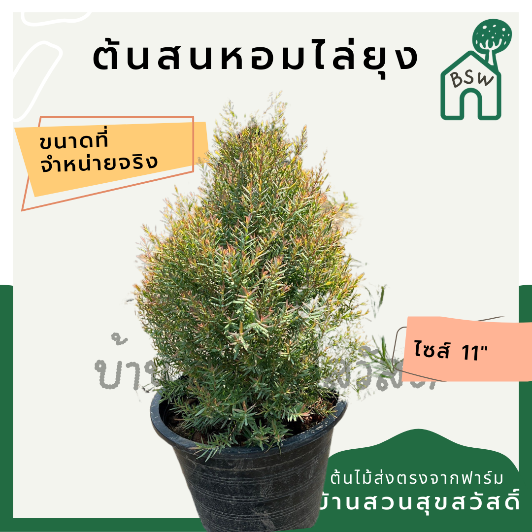 ต้นสนหอม กระถาง 11 นิ้วมีกลิ่นหอม