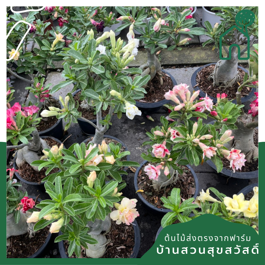 ต้นชวนชม ขนาด 8 นิ้ว ไม้โขดสวย ทนแดดจัดได้ดีมาก ไม่ต้องรดน้ำเยอะ ชอบแล้งๆ