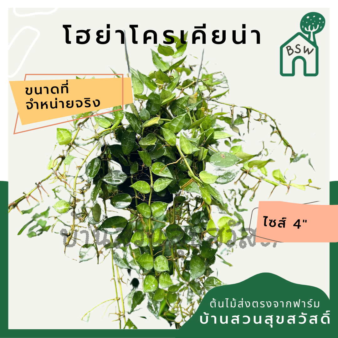 โฮย่าโครเนียน่า ใบด่างสวย มาในกระถางพร้อมตั้ง ไม้รำไรออกดอกสวย ออกดอกเก่ง krohniana