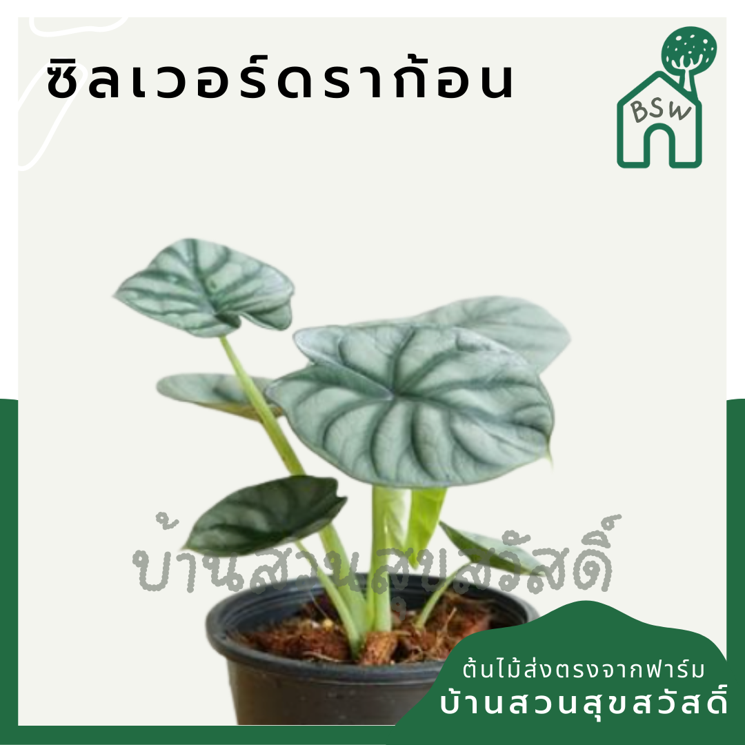 อโลคาเซีย ซิลเวอร์ดราก้อน (Alocasia Silver Dragon) ต้นแม่พร้อมออกไข่ในกระถาง 5-6 นิ้ว