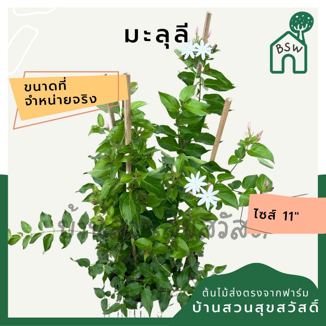มะลุลี (Jasminum Sambac 'Mali Lii') ไม้ดอกหอมในกระถาง 11 นิ้ว