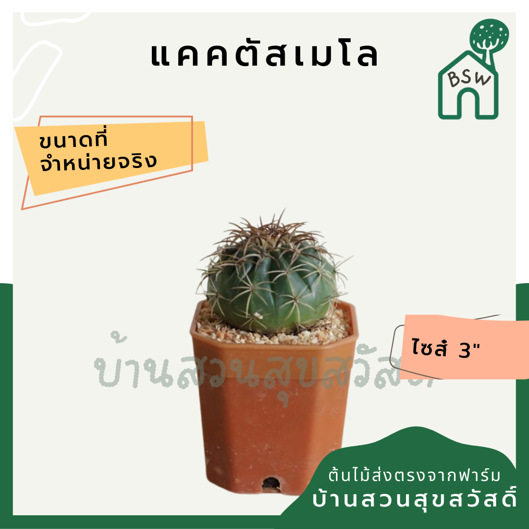 แคคตัสเมโล (Melocactus) กระบองเพชรในกระถางพร้อมตั้ง
