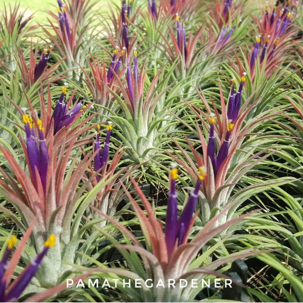 ทิลแลนเซีย (Tillandsia) ไม้ประดับในกระถางพร้อมตั้ง