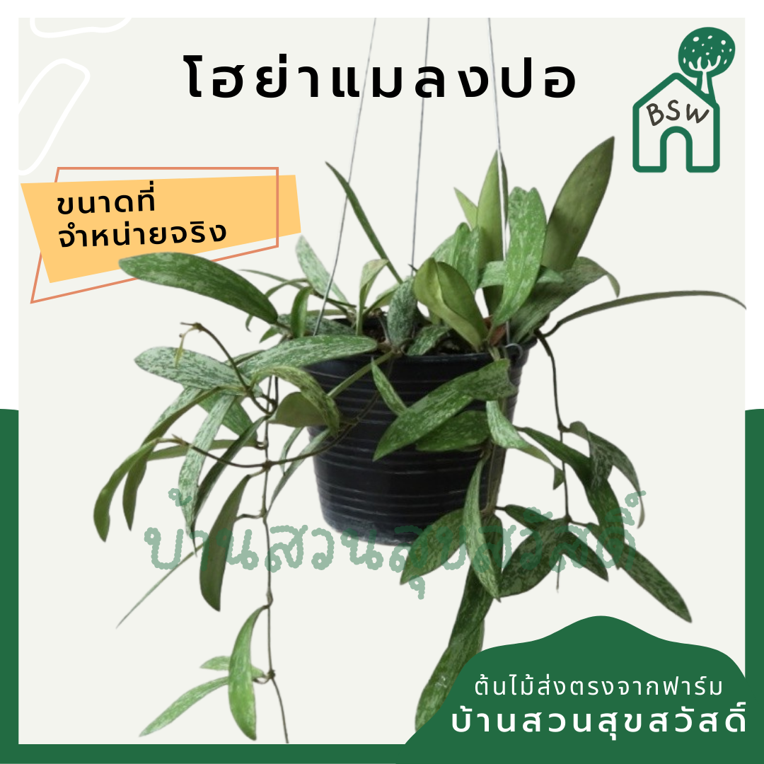 โฮย่า แมลงปอ ในกระถาง 4 นิ้ว Hoya Sigillatis