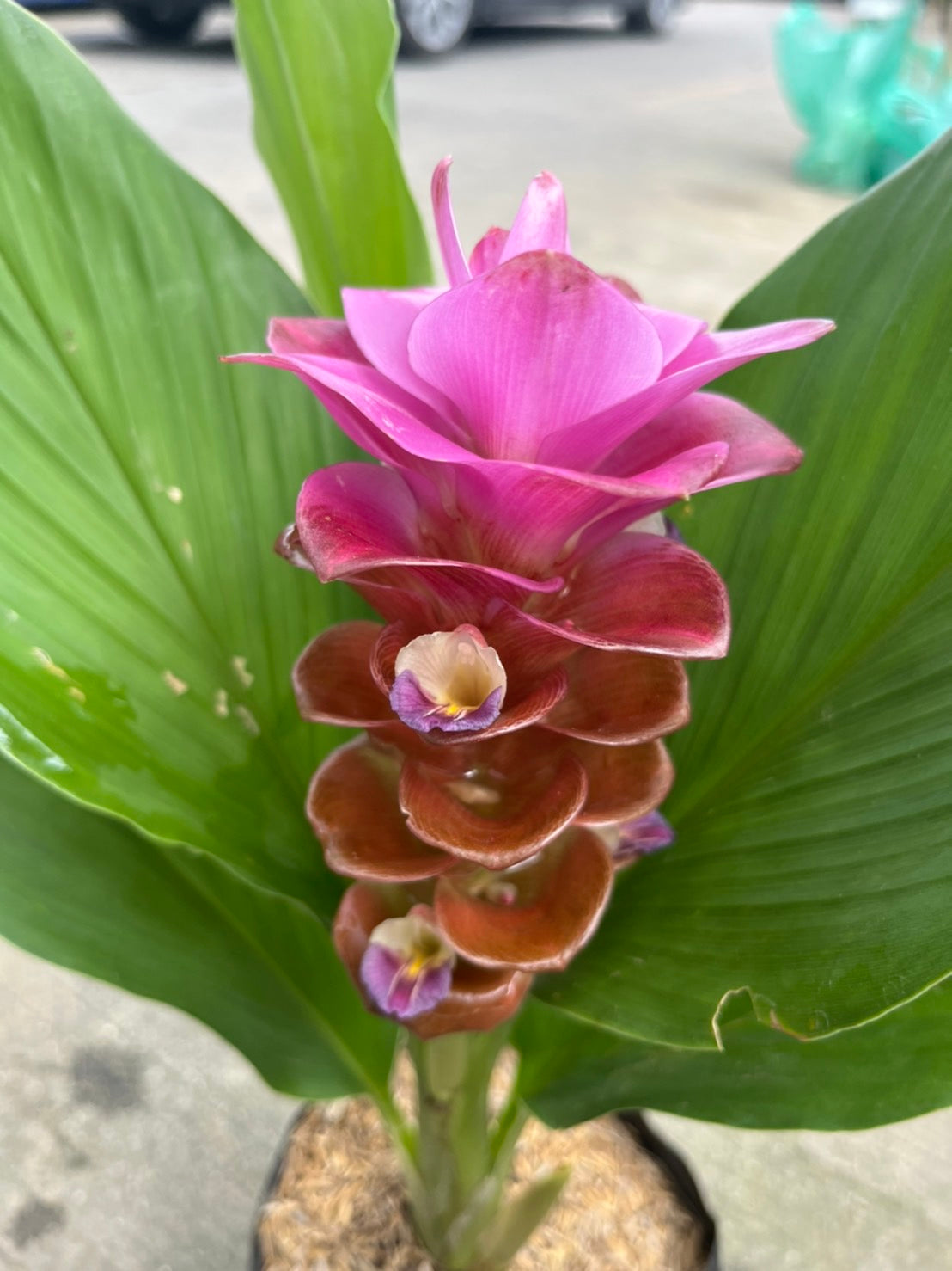 ลัดดาวัลย์ ทับทิมสยาม ส่งพร้อมถุงดำ ดอกสีชมพู สวยงาม