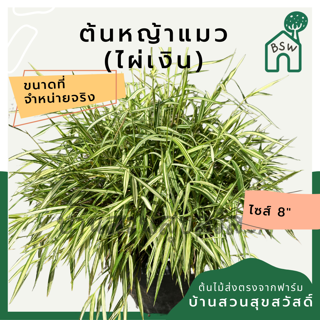 ไผ่เงินหญ้าแมว (Pennisetum) อาหารสำหรับสัตว์เลี้ยงในกระถาง 11 นิ้ว