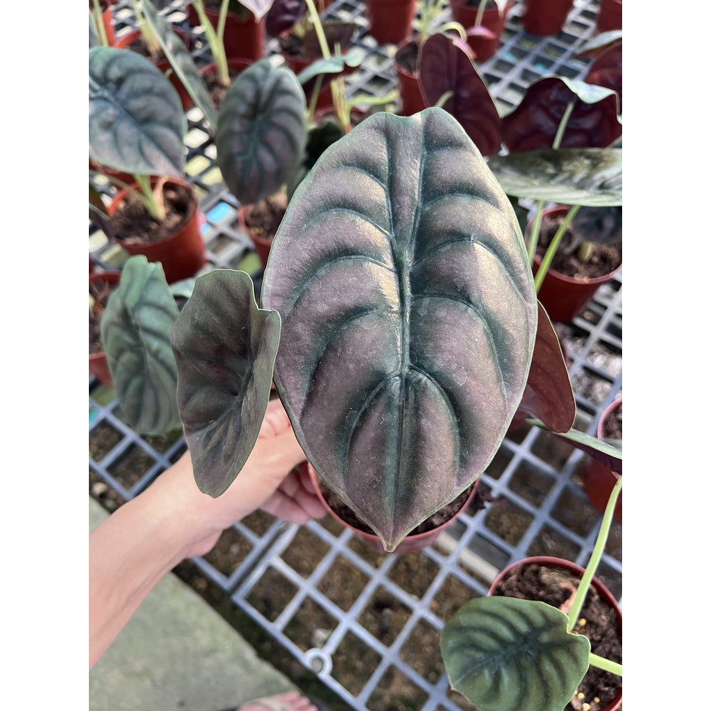 ต้นอโลคาเซีย คูเปีย เรดซีเครท Alocasia Cuprea Red Secret