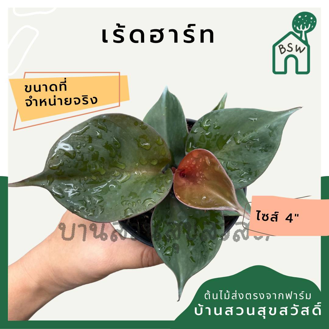 ฟิโลเรดฮาร์ท (Philodendron Red Heart) ไม้ใบรูปหัวใจในกระถาง 4 นิ้ว