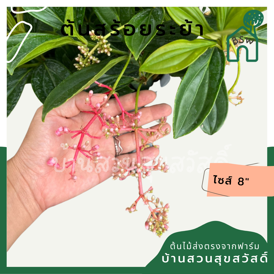 สร้อยระย้า (Russelia Equisetiformis) ไม้ดอกในกระถาง 11 นิ้ว