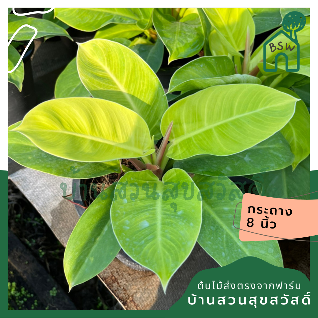 กุมารเรียกทรัพย์ ต้นใหญ่ มาในกระถาง 8 นิ้ว