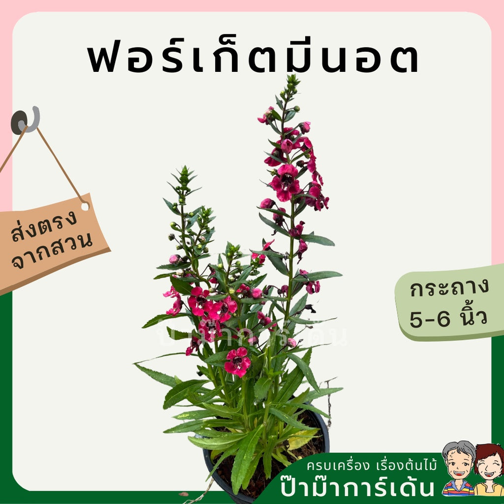 ฟอร์เก็ตมีน็อต forget me not ต้นอย่าลืมฉัน ไม้คลุมดิน ดอกน่ารัก สวนสไตล์อังกฤษ ไม้แดด ต้นไม้