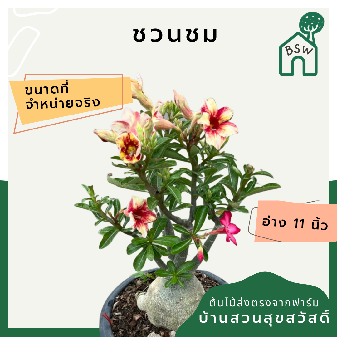 ต้นชวนชม ขนาดอ่าง 11 นิ้ว ไม้โขดสวย ทนแดดจัดได้ดีมาก ไม่ต้องรดน้ำเยอะ ชอบแล้งๆ