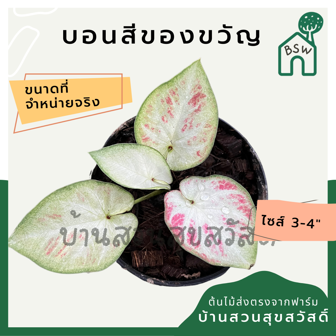 บอนสีของขวัญ (Caladium) ไม้มงคลในกระถางพร้อมตั้ง