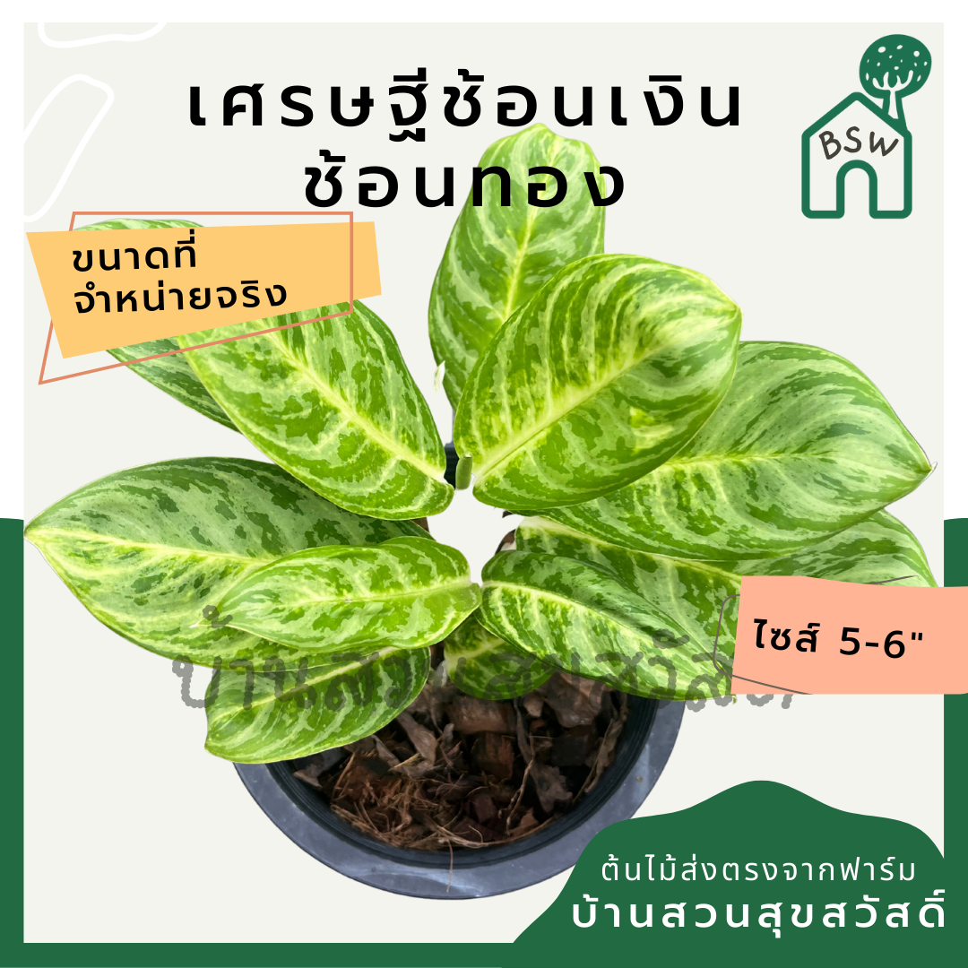 เศรษฐีช้อนเงินช้อนทอง กระถาง 5-6 นิ้ว อโกลนีมา ด่างแบบโดดเด่น aglaonema ไม้แรร์
