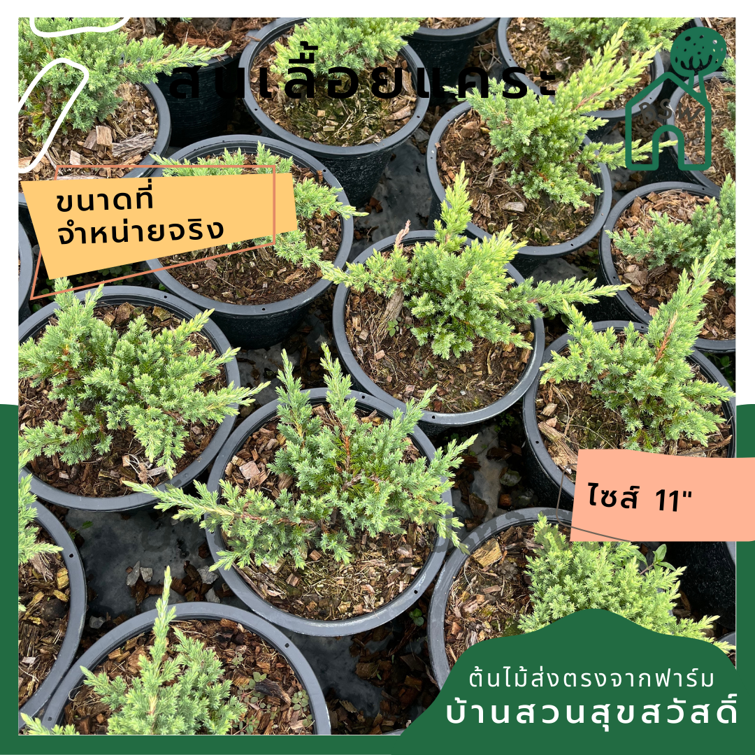 สนเลื้อย กระถาง 11 นิ้ว ต้นสนเลื้อย เป็นไม้แดด บอนไซ ไม้แต่งสวนสไตล์อังกฤษ