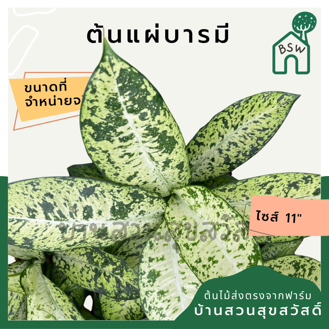 แผ่บารมี (Polyscias Fruticosa) ไม้มงคลในกระถาง 11 นิ้ว
