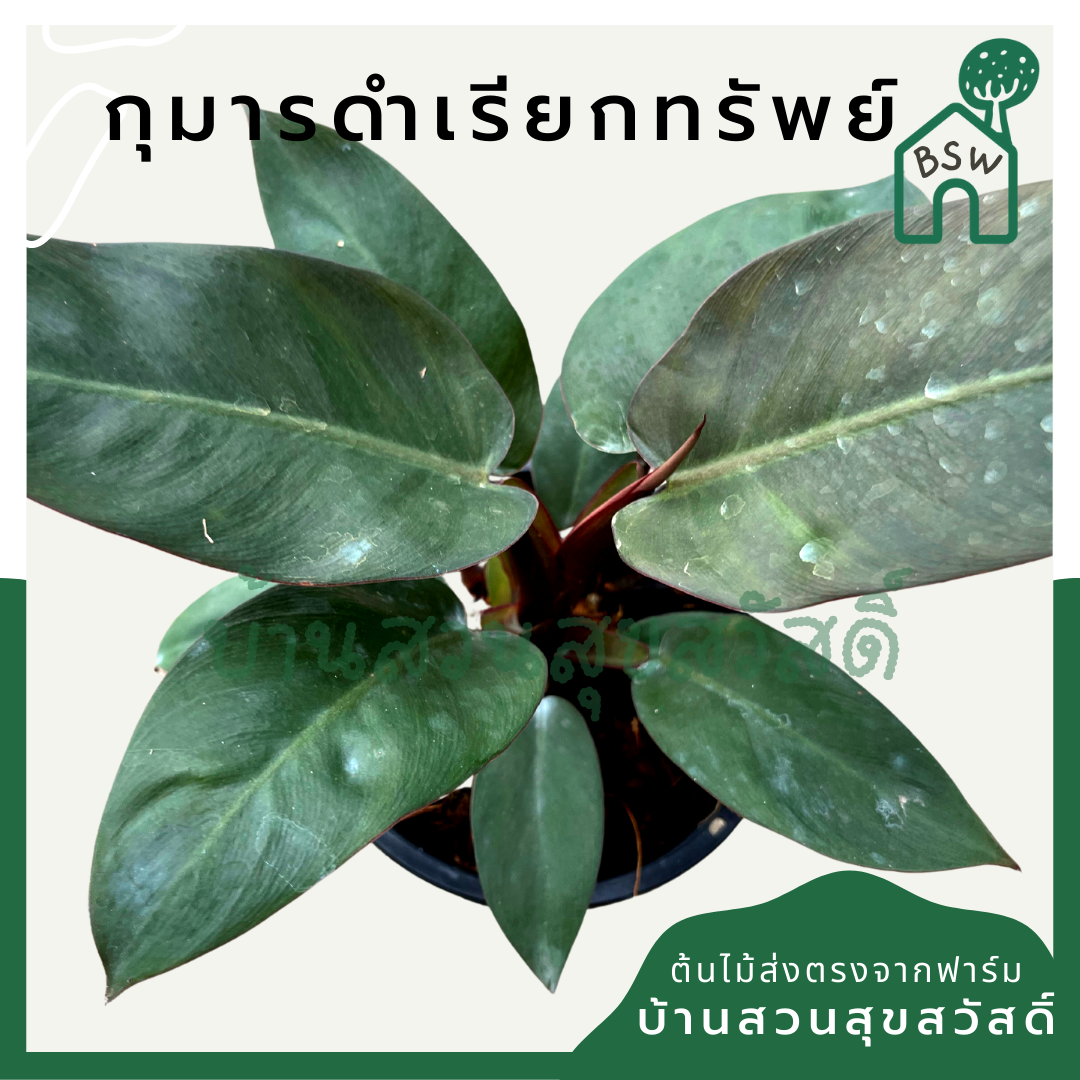 กุมารดำเรียกทรัพย์ (Aglaonema 'Kumarn Dam') ไม้มงคลในกระถางพร้อมตั้ง