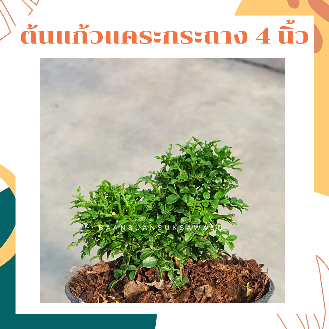 แก้วแคระมหามงคล (Murraya Paniculata) ไม้ดอกหอมในกระถาง 4 นิ้ว