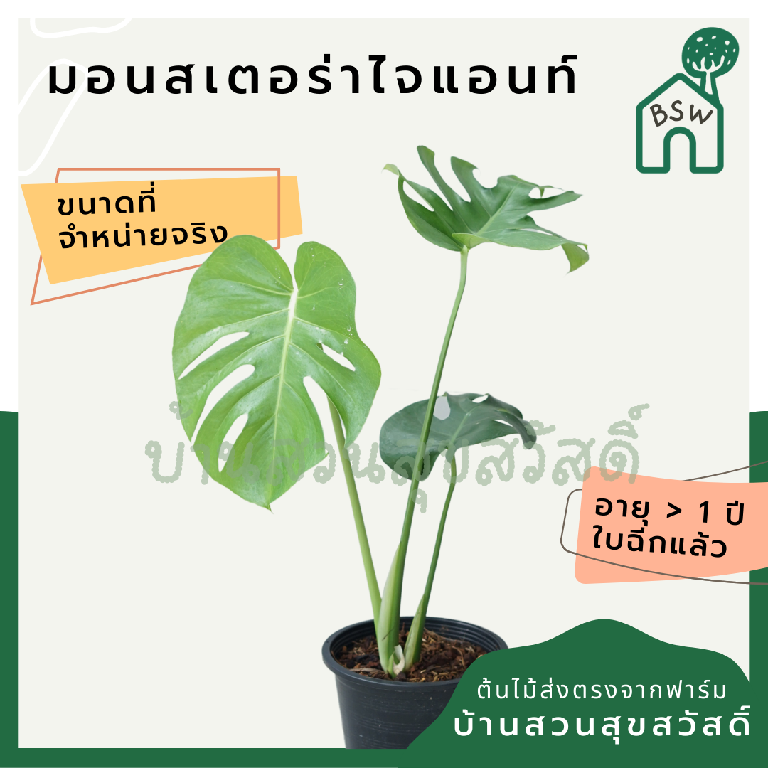 มอนสเตอร่า (Monstera Deliciosa) ไม้ฟอกอากาศยอดนิยมในกระถาง