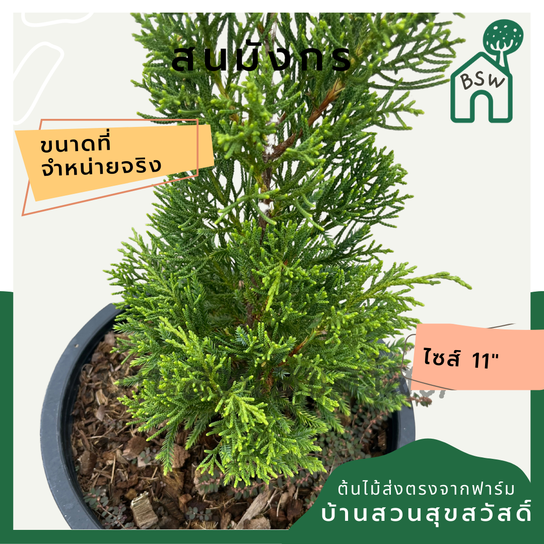 สนมังกร กระถาง 11 นิ้ว ต้นสวย สำหรับแต่งสวนสไตล์อังกฤษ ทนแดดมาก