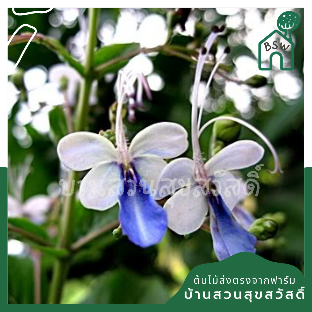 ต้นผีเสื้อ กระถาง 11 นิ้ว ไม้แดด ต้นใหญ่สวยมาก ออกดอกตลอดปี