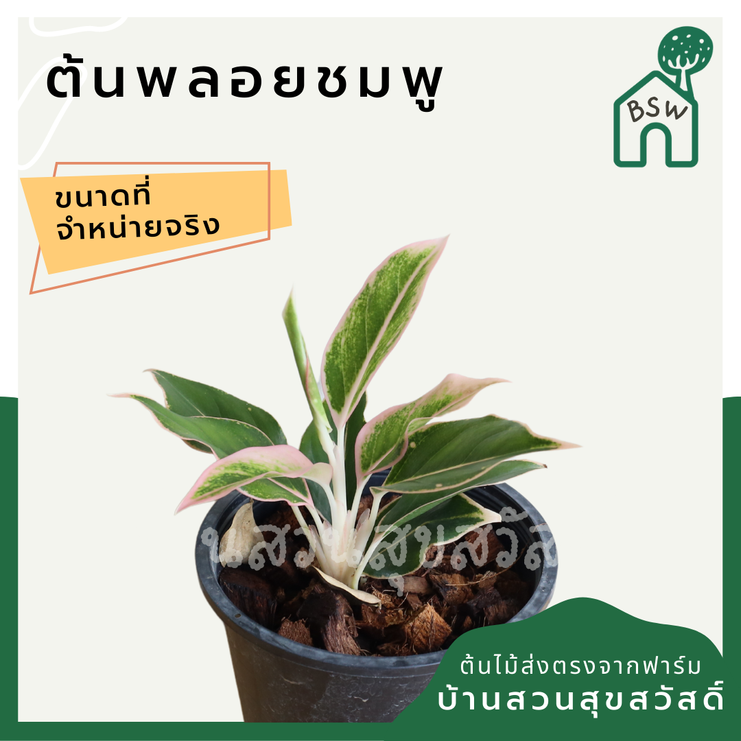 แสงเพชรแสงพลอย (Aglaonema 'Sang Phet Sang Ploi') ไม้มงคลเรียกทรัพย์