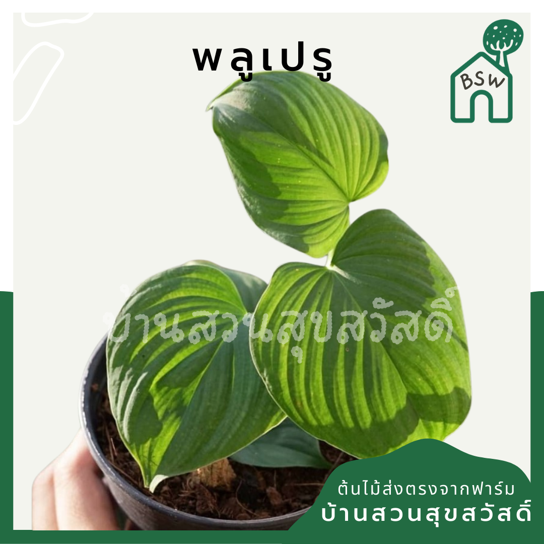 พลูเปรู (Marcgravia Umbellata) ไม้เลื้อยในกระถาง 4 นิ้ว