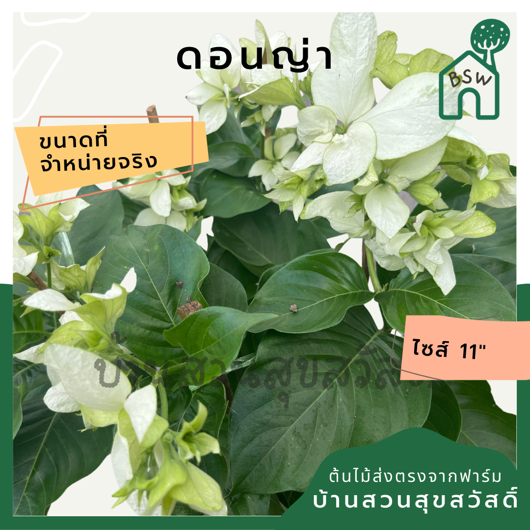 ดอนญ่า (Mussaenda Philippica) ไม้ดอกสวยในกระถาง 11 นิ้ว