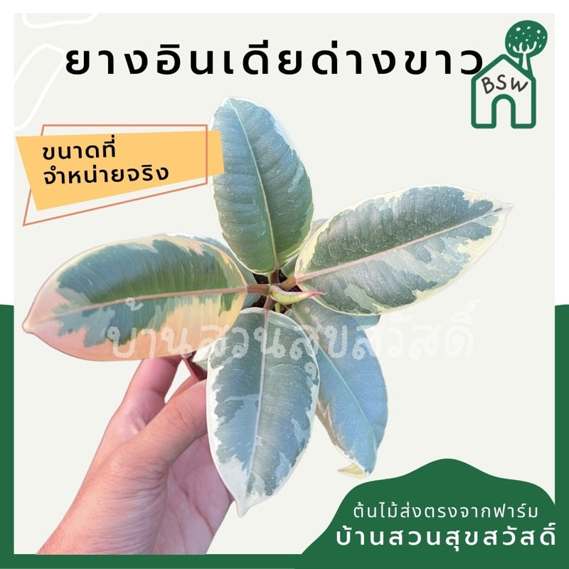 ยางอินเดียด่างขาว มีหลายขนาด