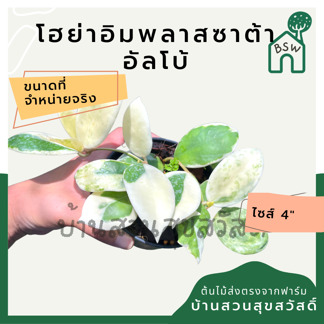 โฮย่าอิมพลาสซาต้า อัลโบ้ มาในกระถางพร้อมตั้ง ไม้รำไรออกดอกสวย ออกดอกเก่ง
