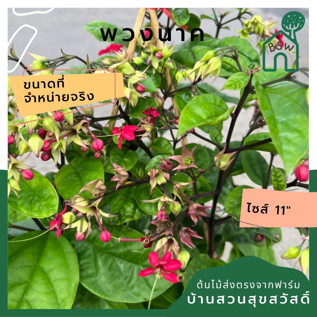 พวงนาค กระถาง 11 นิ้ว ดอกระย้า สวยงาม