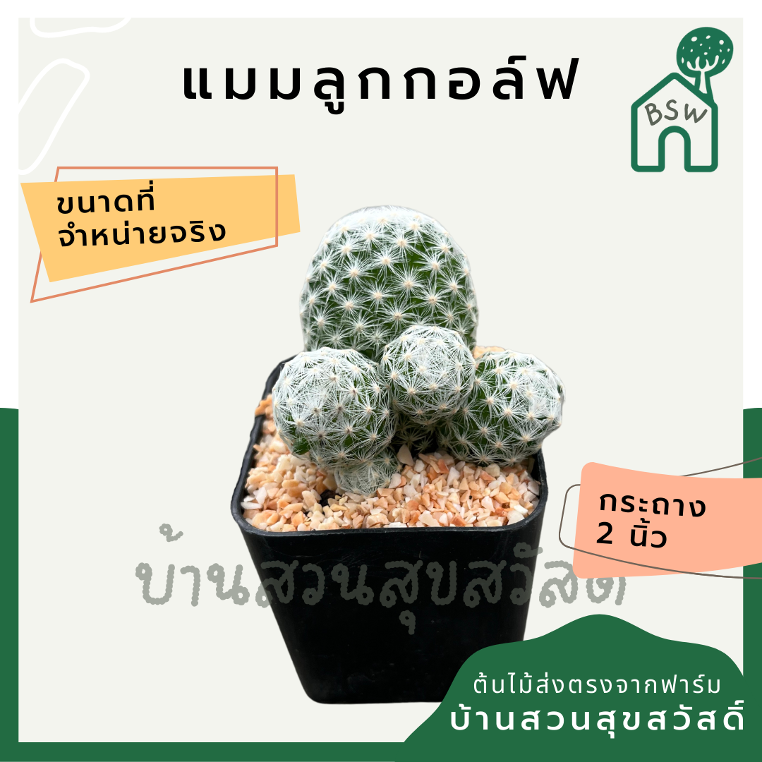 แคคตัสแมมลูกกอล์ฟ (Mammillaria) กระบองเพชรในกระถางพร้อมตั้ง