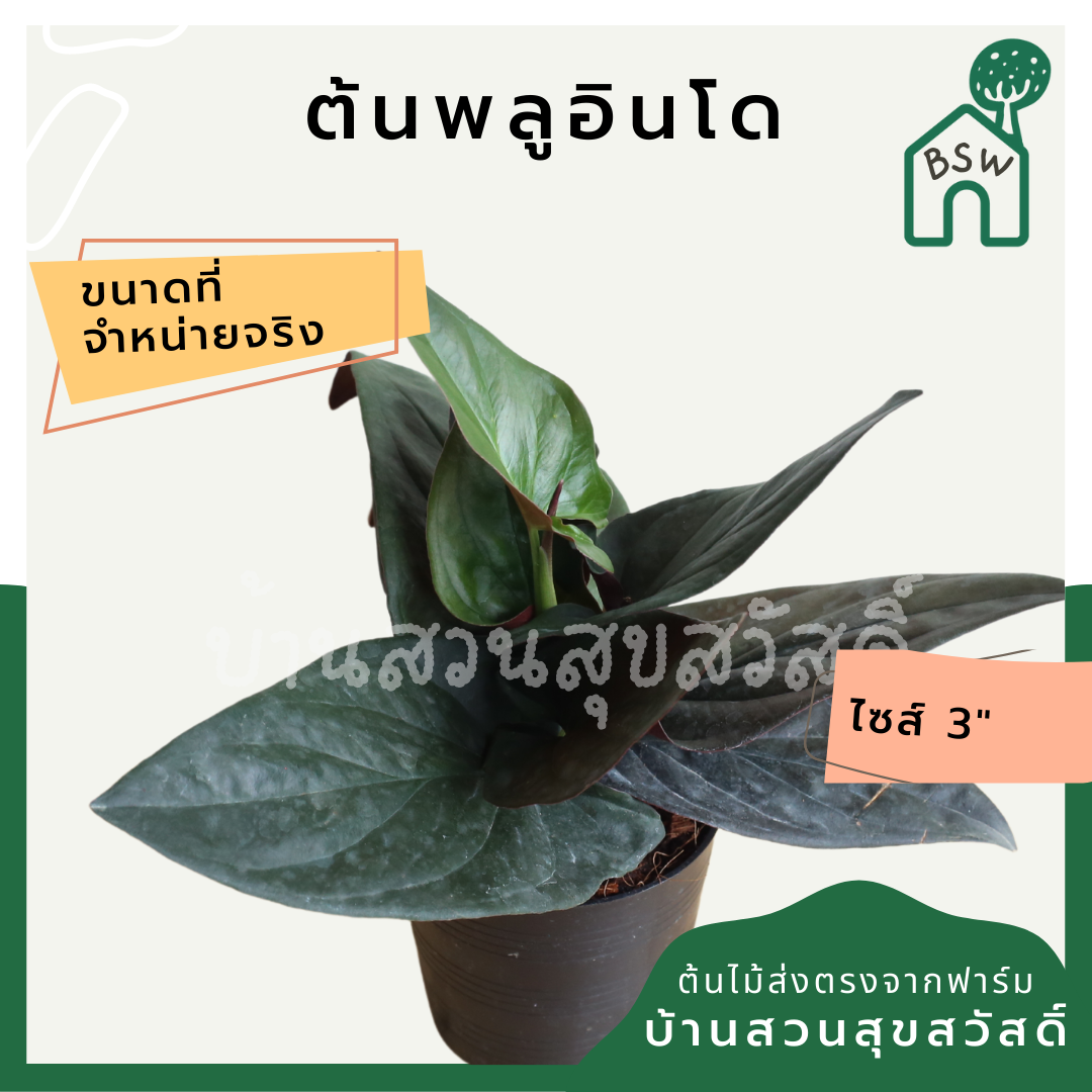 พลูอินโด (Scindapsus Pictus) ไม้เลื้อยฟอกอากาศยอดนิยมในกระถาง