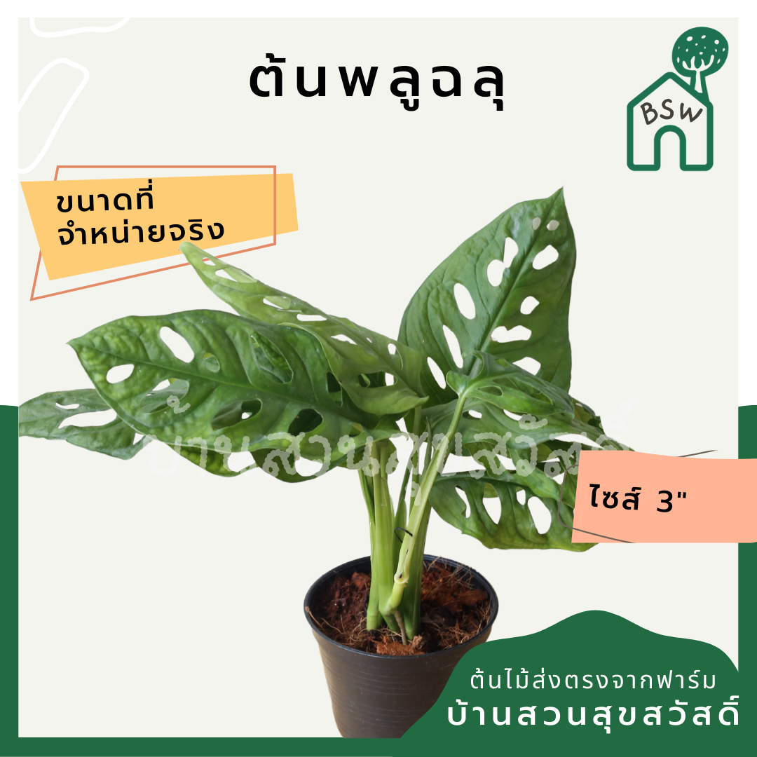 พลูฉลุ (Monstera Adansonii) ไม้ฟอกอากาศรูปร่างสวยในกระถางพร้อมตั้ง